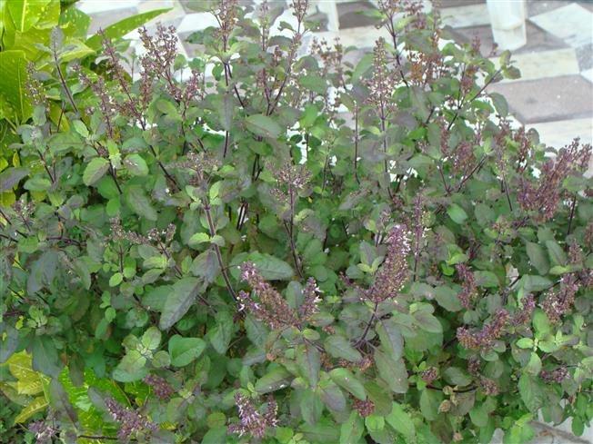 Ocimum tenuiflorum
